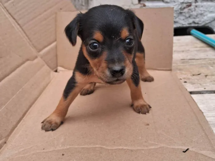 Cachorro raça Vira lata idade Abaixo de 2 meses nome Sem nome