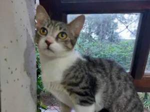 Gato raça Srd idade 7 a 11 meses nome Magali