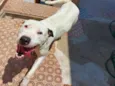 Laka 