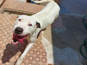 Cachorro raça Pit-Bull idade 2 anos nome Laka 