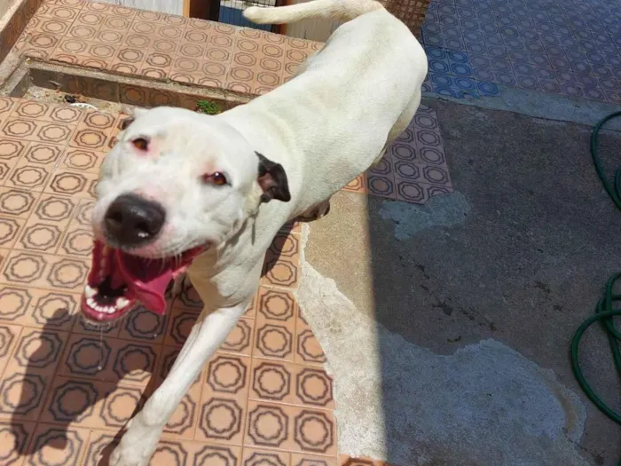 Cachorro ra a Pit-Bull idade 2 anos nome Laka 