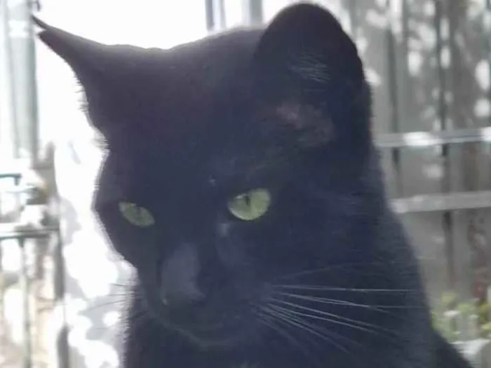 Gato ra a SRD-ViraLata idade 2 anos nome Princesa Pantera