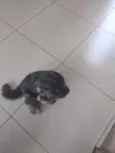 Tica