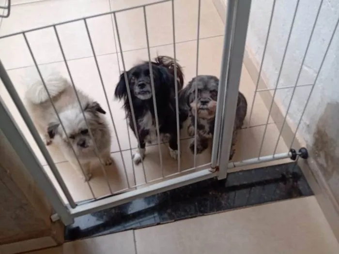 Cachorro ra a SRD-ViraLata idade 6 ou mais anos nome Tica