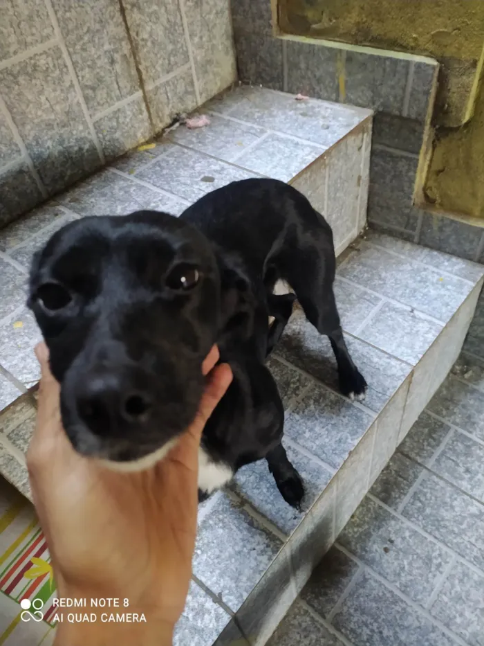 Cachorro ra a SRD-ViraLata idade 1 ano nome Meizy