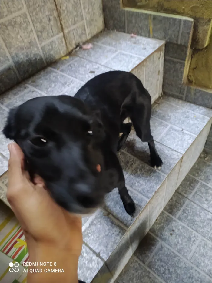 Cachorro ra a SRD-ViraLata idade 1 ano nome Meizy