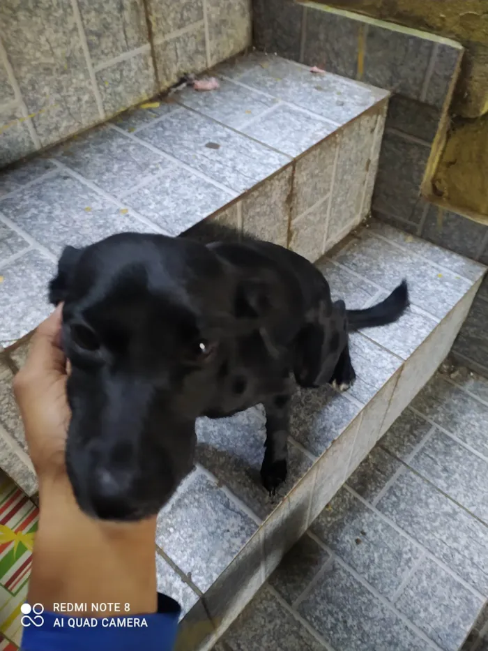 Cachorro ra a SRD-ViraLata idade 1 ano nome Meizy