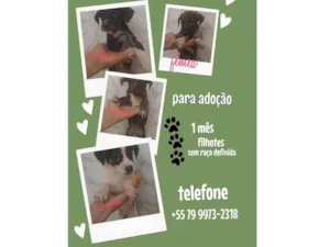 Cachorro raça SRD-ViraLata idade Abaixo de 2 meses nome Filhotes 