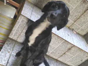 Cachorro raça SRD-ViraLata idade 1 ano nome Meizy