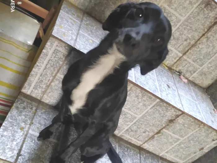 Cachorro ra a SRD-ViraLata idade 1 ano nome Meizy