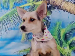 Cachorro raça SRD-ViraLata idade 2 anos nome Amora