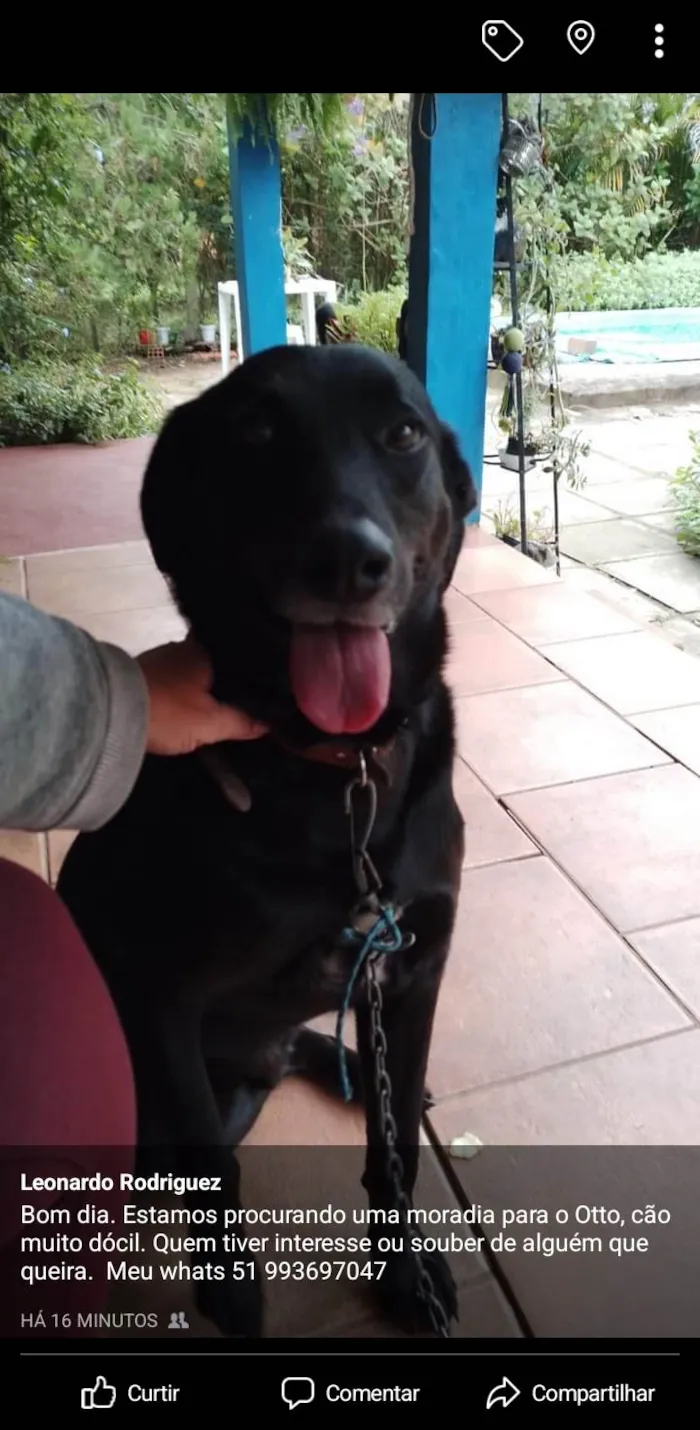 Cachorro ra a Não definida idade 5 anos nome Otto