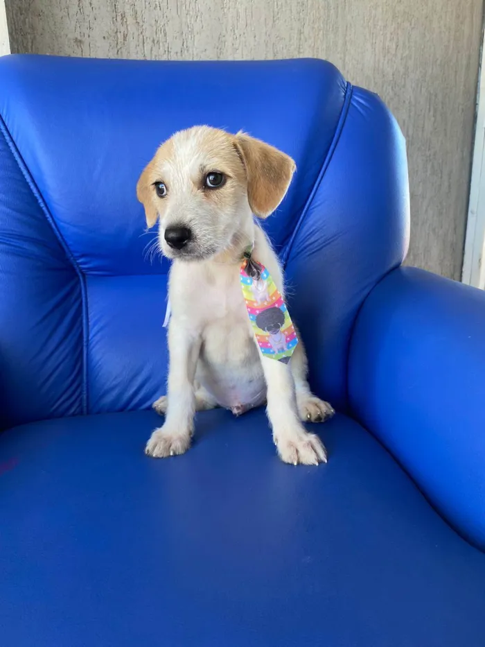 Cachorro ra a Nao definida idade Abaixo de 2 meses nome Max