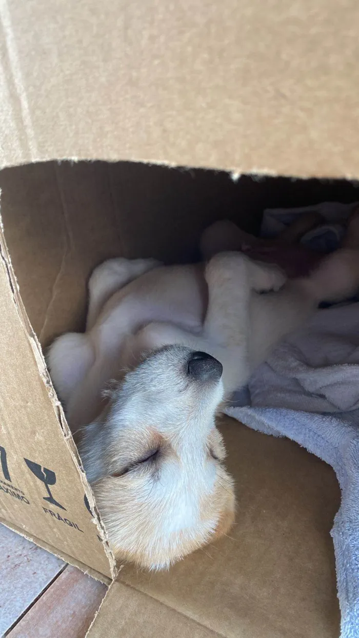 Cachorro ra a Nao definida idade Abaixo de 2 meses nome Max