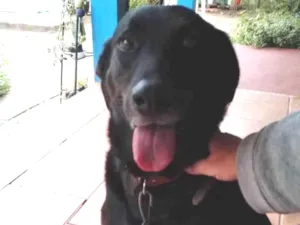 Cachorro raça Não definida idade 5 anos nome Otto