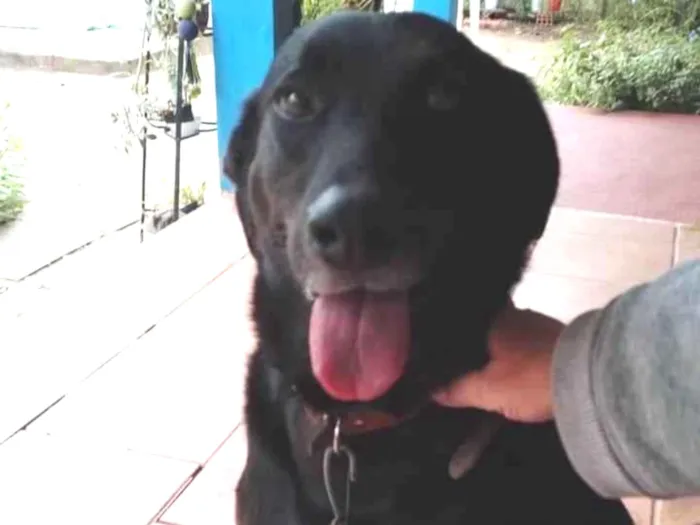 Cachorro ra a Não definida idade 5 anos nome Otto