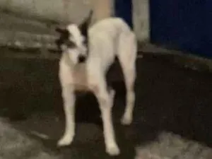 Cachorro raça vira lata idade  nome Nao sei