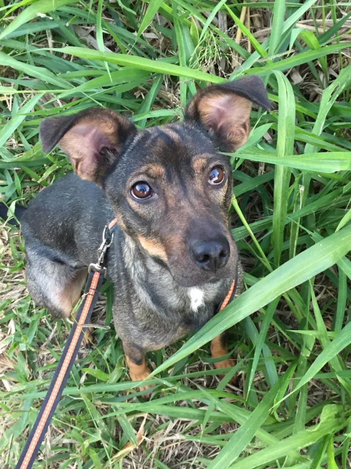 Cachorro ra a SRD-ViraLata idade 2 anos nome Mel