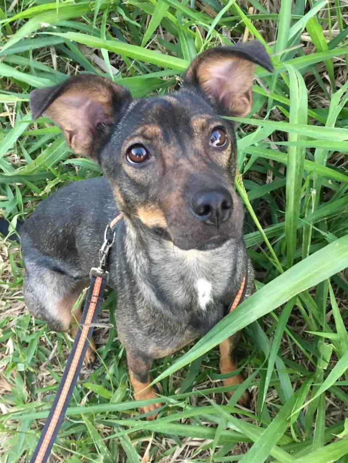 Cachorro ra a SRD-ViraLata idade 2 anos nome Mel