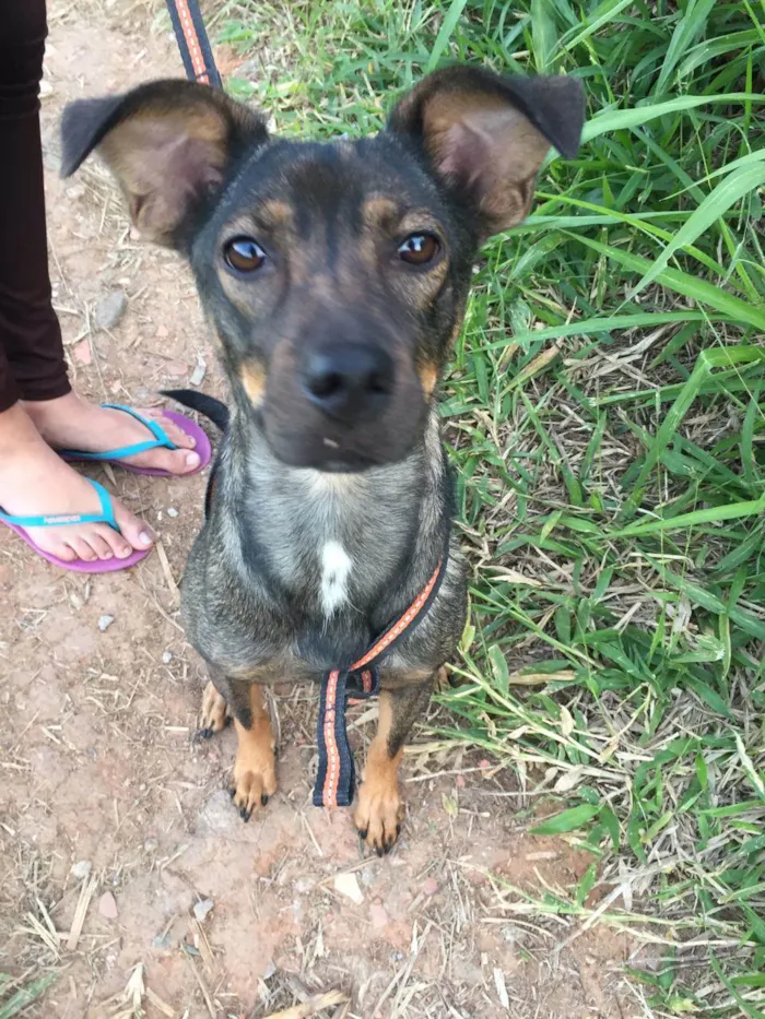 Cachorro ra a SRD-ViraLata idade 2 anos nome Mel