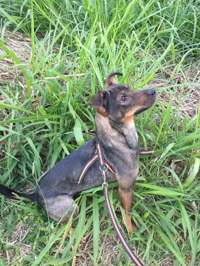 Cachorro ra a SRD-ViraLata idade 2 anos nome Mel