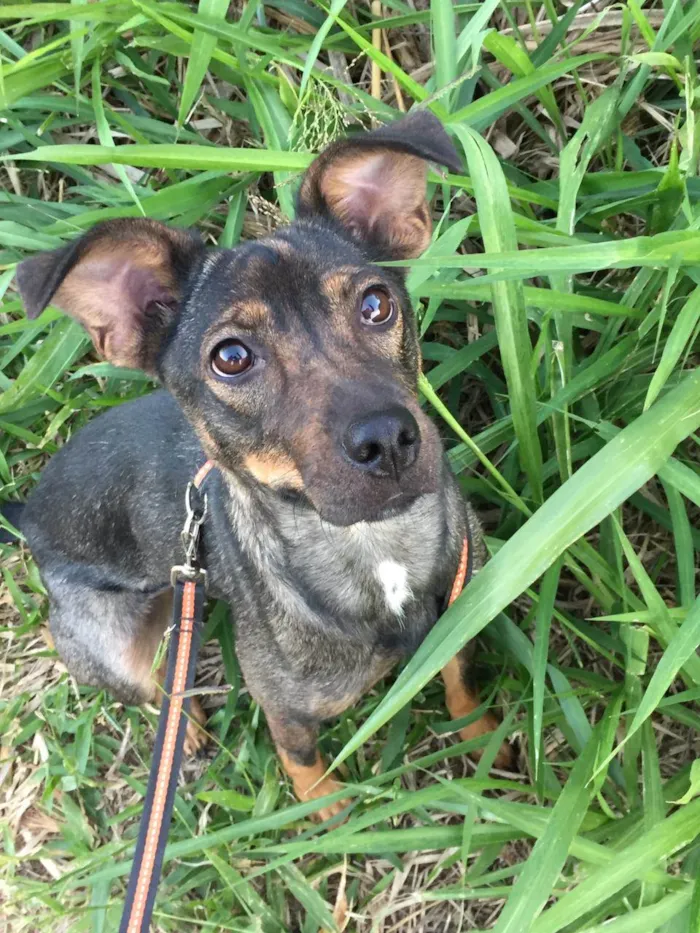 Cachorro ra a SRD-ViraLata idade 2 anos nome Mel