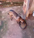 Tigrão 