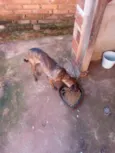 Tigrão 