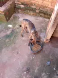 Tigrão 