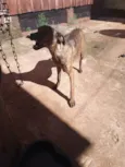 Tigrão 