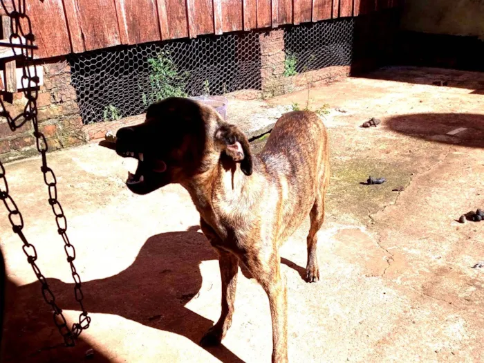 Cachorro raça Fila idade 7 a 11 meses nome Tigrão 