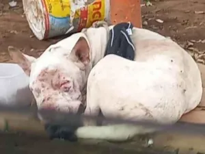 Cachorro raça Pittbull  idade  nome Sem nome