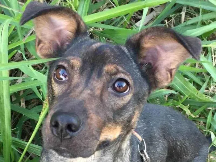 Cachorro ra a SRD-ViraLata idade 2 anos nome Mel