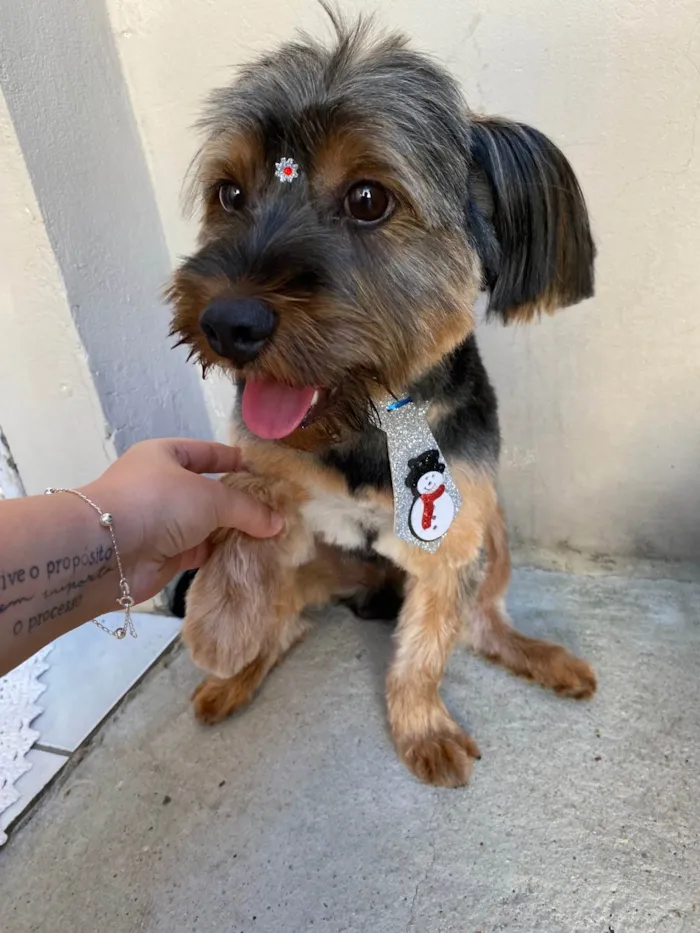 Cachorro raça Yorkshire idade 2 anos nome Thor
