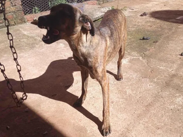 Cachorro raça Fila idade 7 a 11 meses nome Tigrão 