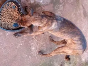Cachorro raça Fila idade 7 a 11 meses nome Tigrão 