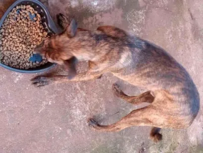 Cachorro raça Fila idade 7 a 11 meses nome Tigrão 