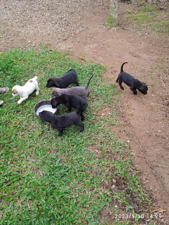 Cachorro ra a Pastor belga misturado com sdr idade 2 a 6 meses nome Ainda não tem