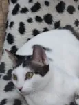 Haleffa