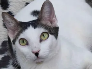 Gato raça Srd idade 1 ano nome Haleffa 