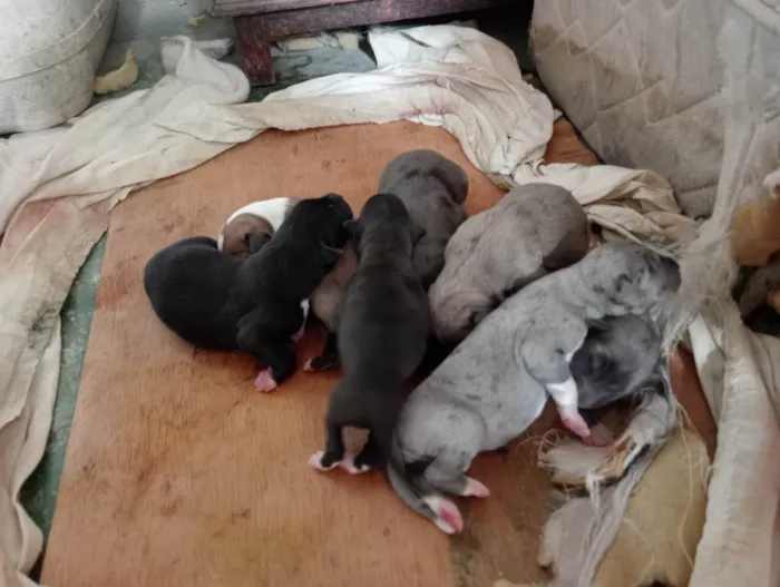 Cachorro raça Fila /dorne  idade Abaixo de 2 meses nome Fila /Dorbeman 