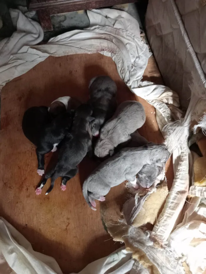 Cachorro raça Fila /dorne  idade Abaixo de 2 meses nome Fila /Dorbeman 