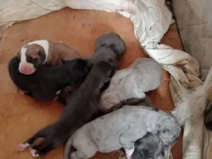 Cachorro raça Fila /dorne  idade Abaixo de 2 meses nome Fila /Dorbeman 
