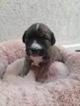 Lila