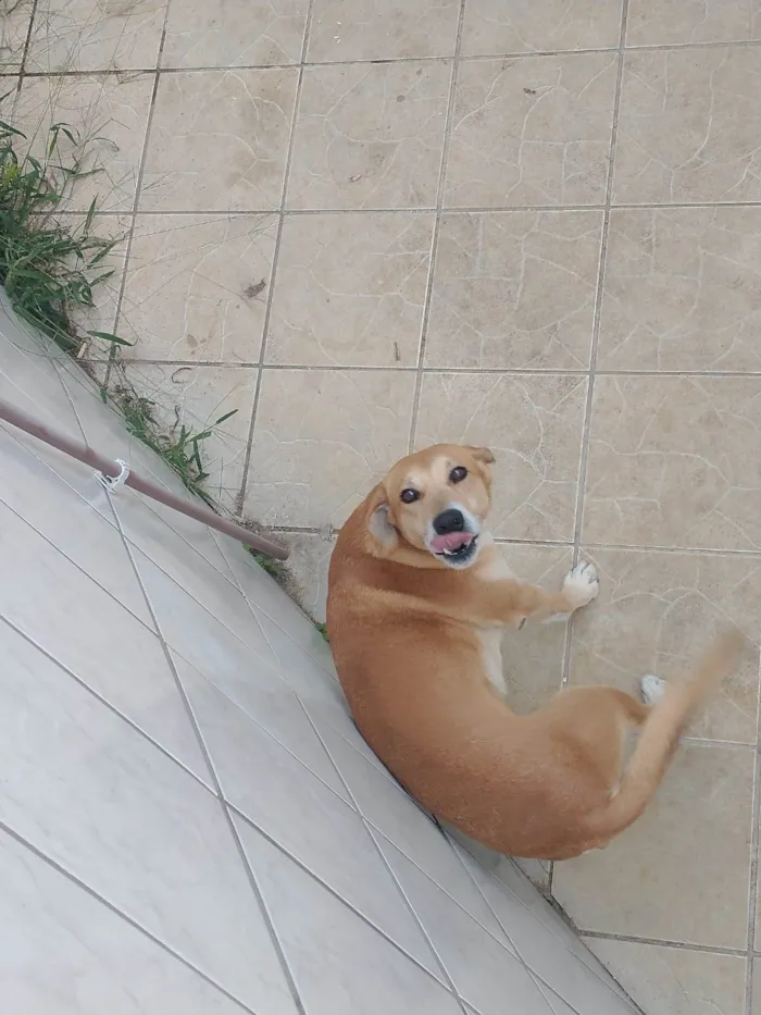 Cachorro ra a SRD-ViraLata idade 4 anos nome Bradoque