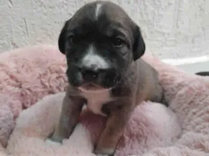 Cachorro raça SRD-ViraLata idade Abaixo de 2 meses nome Lila