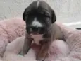 Lila