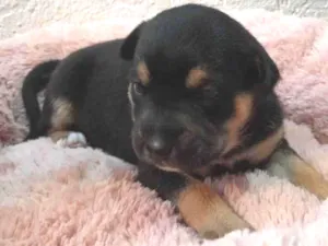 Cachorro raça SRD-ViraLata idade Abaixo de 2 meses nome Lolo