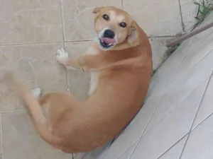 Cachorro raça SRD-ViraLata idade 4 anos nome Bradoque