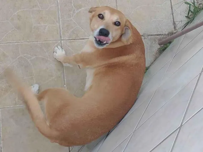 Cachorro ra a SRD-ViraLata idade 4 anos nome Bradoque